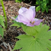 Glaucidium palmatum